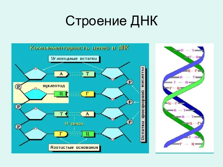 Строение ДНК