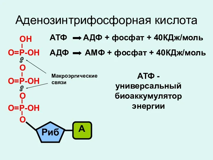 Аденозинтрифосфорная кислота Макроэргические связи АТФ АДФ + фосфат + 40КДж/моль