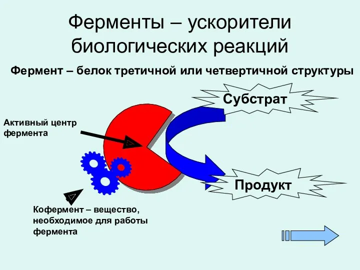 Ферменты – ускорители биологических реакций Фермент – белок третичной или четвертичной структуры