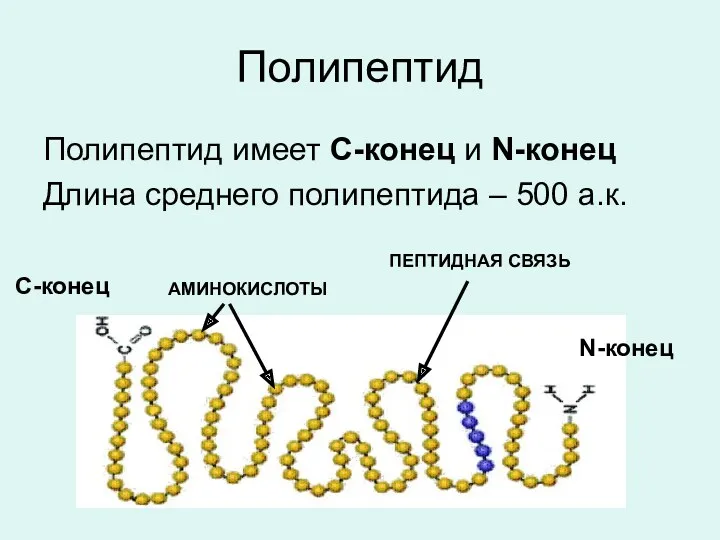 Полипептид Полипептид имеет С-конец и N-конец Длина среднего полипептида –