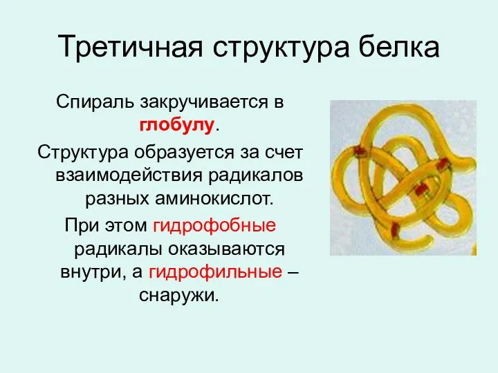 Третичная структура белка Спираль закручивается в глобулу. Структура образуется за