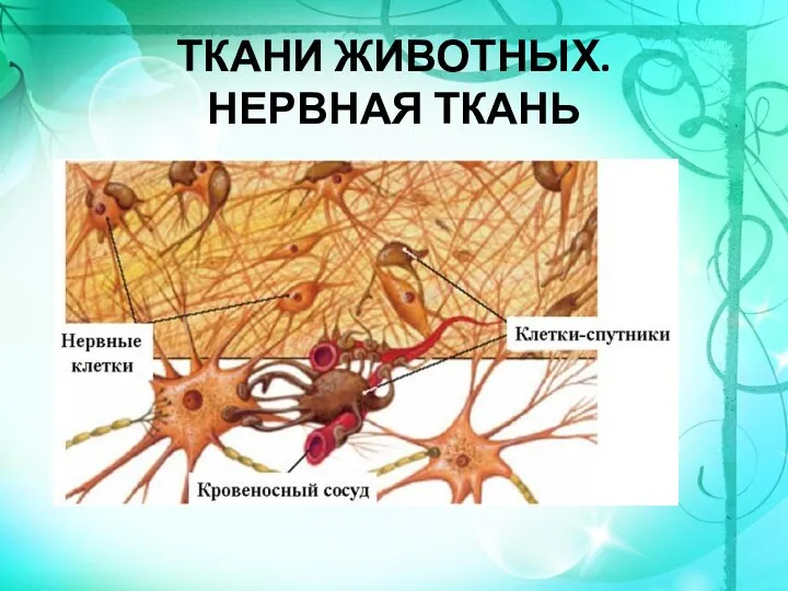 ТКАНИ ЖИВОТНЫХ. НЕРВНАЯ ТКАНЬ