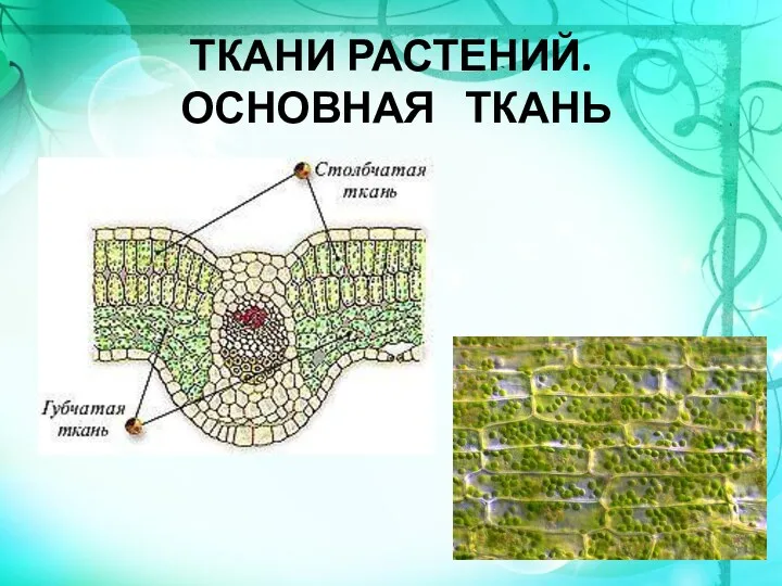 ТКАНИ РАСТЕНИЙ. ОСНОВНАЯ ТКАНЬ