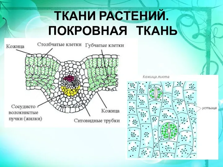 ТКАНИ РАСТЕНИЙ. ПОКРОВНАЯ ТКАНЬ