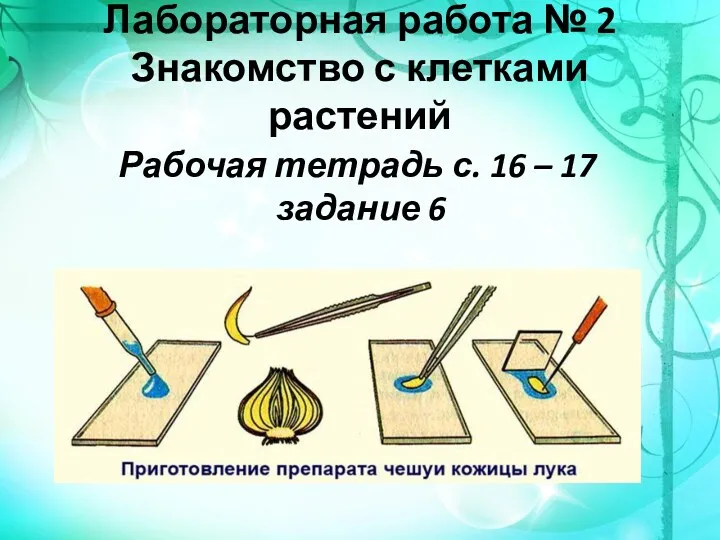 Лабораторная работа № 2 Знакомство с клетками растений Рабочая тетрадь с. 16 – 17 задание 6