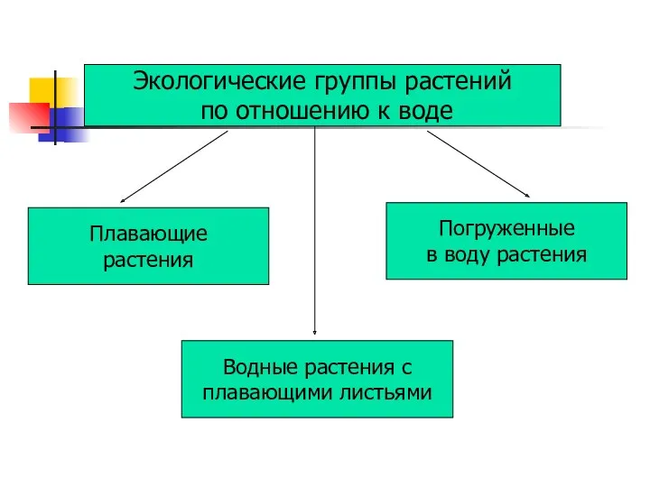 Экологические группы растений по отношению к воде Плавающие растения Погруженные