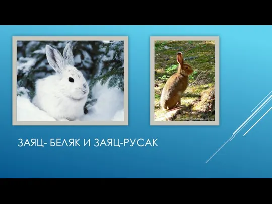 Заяц- беляк и заяц-русак