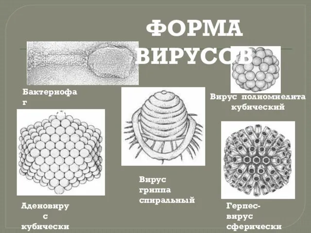 ФОРМА ВИРУСОВ Бактериофаг сложный Вирус гриппа спиральный Герпес-вирус сферический Аденовирус кубический Вирус полиомиелита кубический