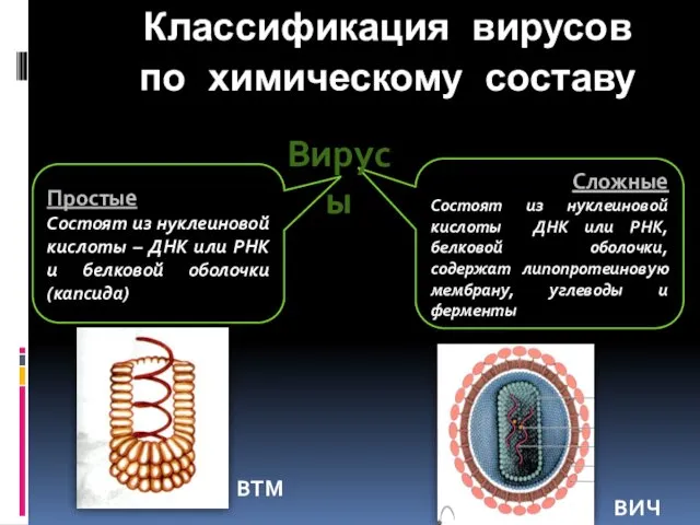 Простые Состоят из нуклеиновой кислоты – ДНК или РНК и белковой оболочки (капсида)