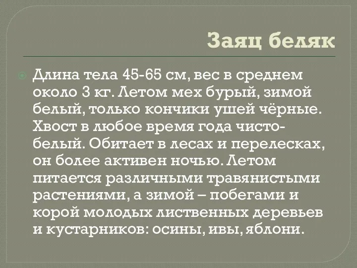 Заяц беляк Длина тела 45-65 см, вес в среднем около