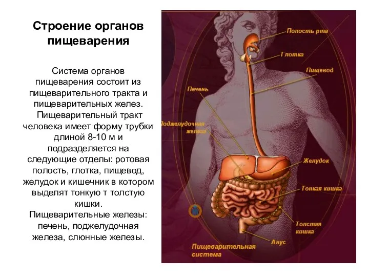 Строение органов пищеварения Система органов пищеварения состоит из пищеварительного тракта и пищеварительных желез.