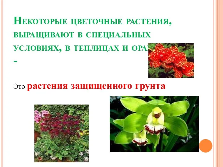 Некоторые цветочные растения, выращивают в специальных условиях, в теплицах и оранжереях - Это растения защищенного грунта