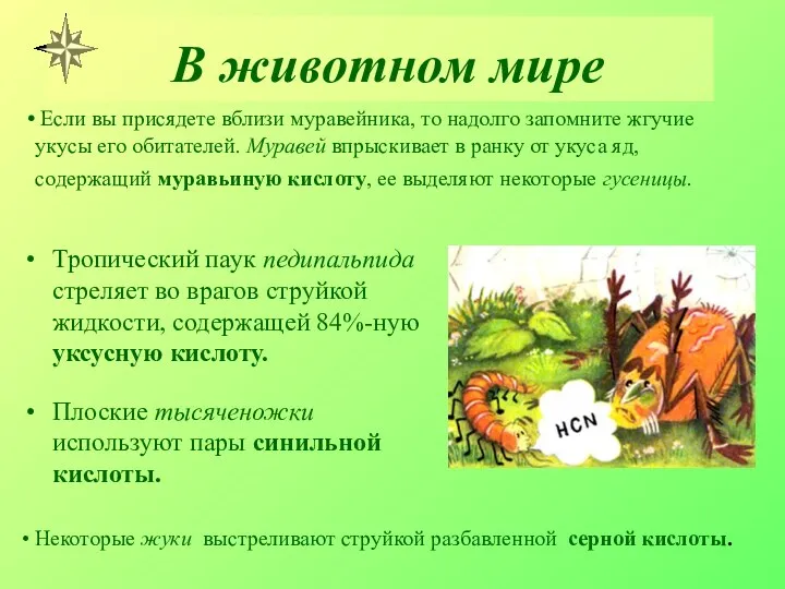 В животном мире Тропический паук педипальпида стреляет во врагов струйкой