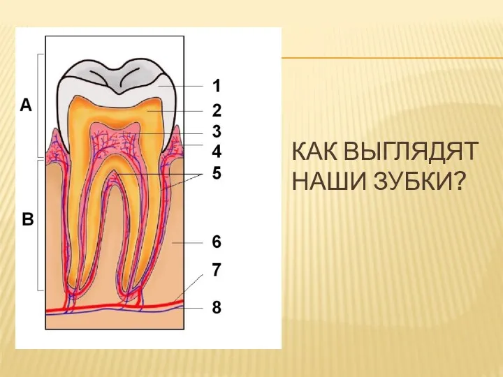 Как выглядят наши зубки?