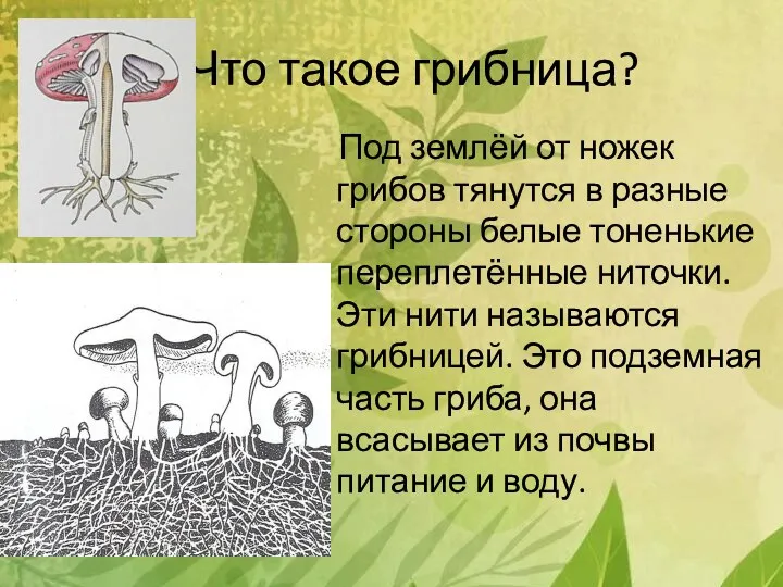 Что такое грибница? Под землёй от ножек грибов тянутся в разные стороны белые