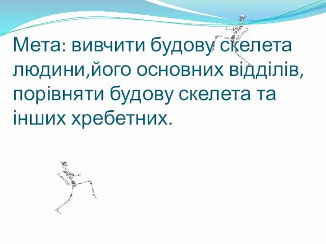 Мета: вивчити будову скелета людини,його основних відділів, порівняти будову скелета та інших хребетних.