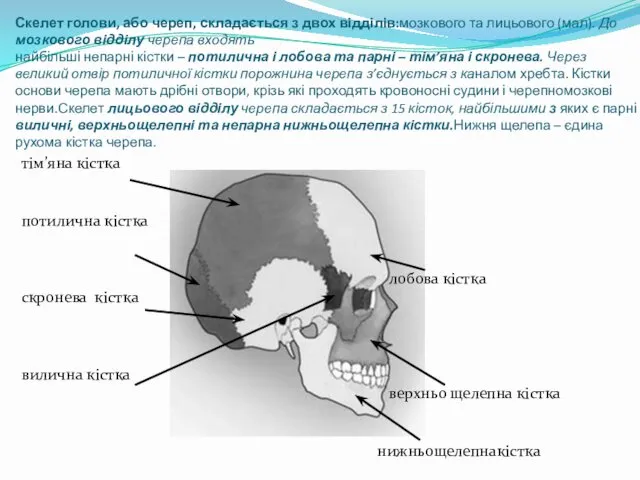 Скелет голови, або череп, складається з двох відділів:мозкового та лицьового (мал). До мозкового
