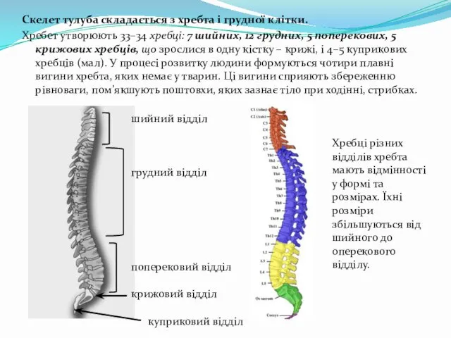 Скелет тулуба складається з хребта і грудної клітки. Хребет утворюють 33–34 хребці: 7