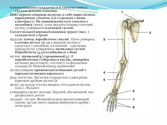 Скелет кінцівок складається зі скелета пояса і скелета вільних кінцівок. Пояс верхніх кінцівок
