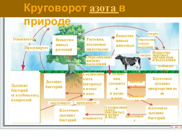 Вещества живых растений Круговорот азота в природе Усваивается Растения, поедаемые