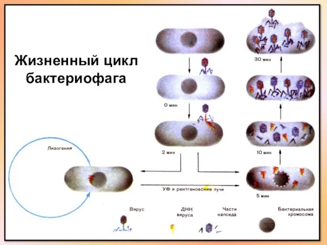 Жизненный цикл бактериофага