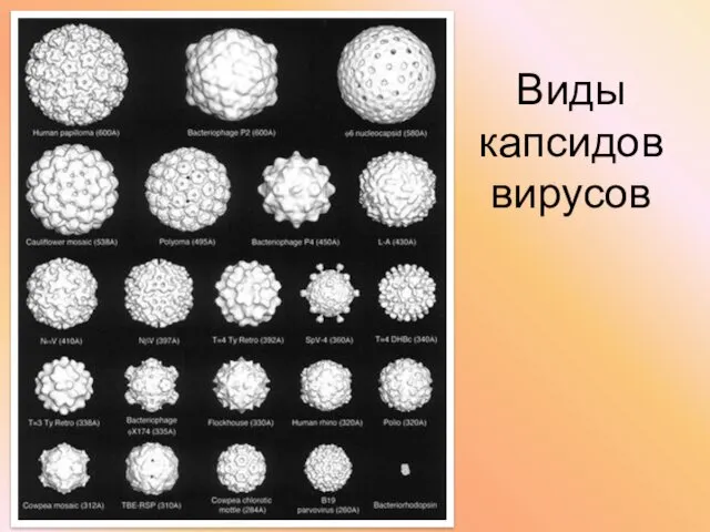 Виды капсидов вирусов