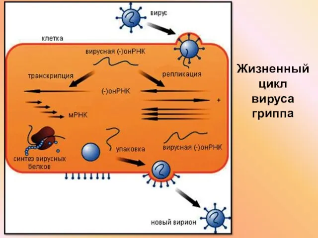 Жизненный цикл вируса гриппа