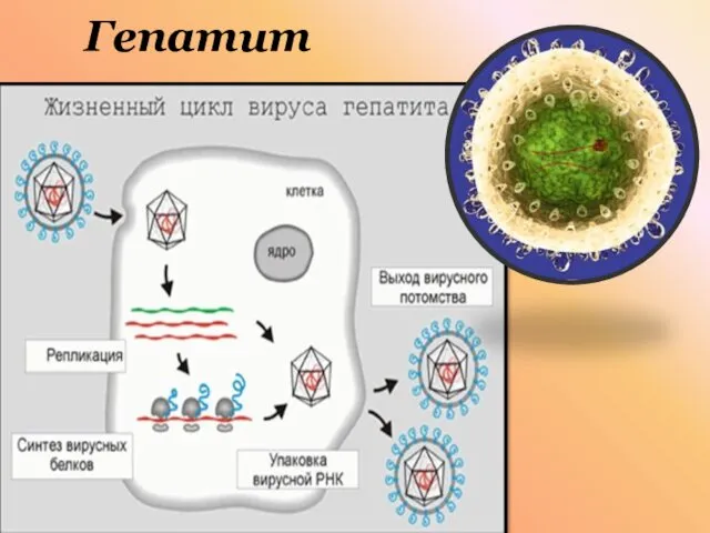 Гепатит