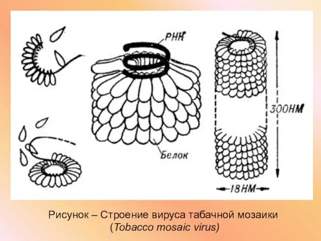 Рисунок – Строение вируса табачной мозаики (Tobacco mosaic virus) Рисунок