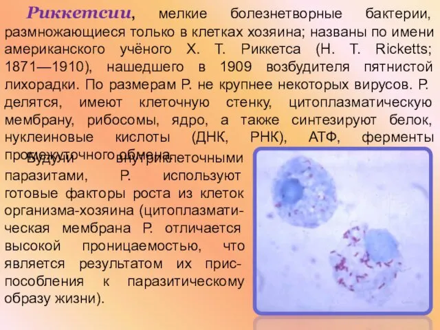 Риккетсии, мелкие болезнетворные бактерии, размножающиеся только в клетках хозяина; названы