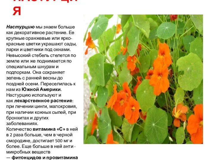 НАСТУРЦИЯ Настурцию мы знаем больше как декоративное растение. Ее крупные оранжевые или ярко-красные