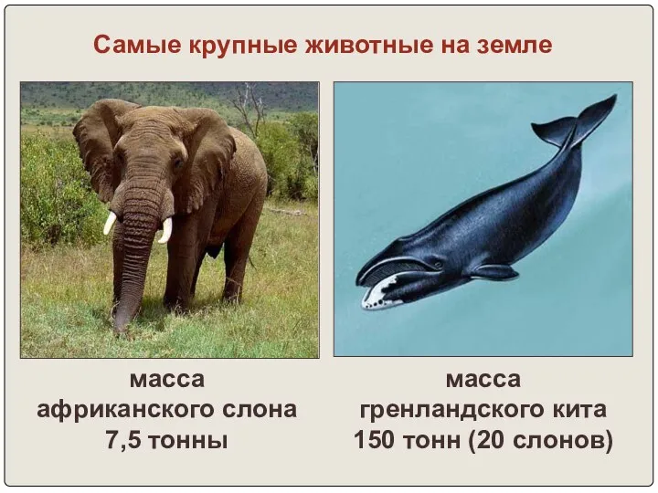 масса африканского слона 7,5 тонны масса гренландского кита 150 тонн