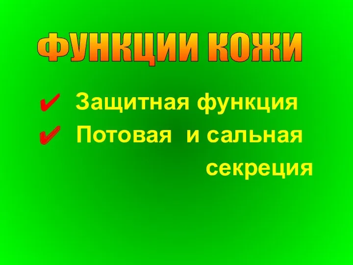 Защитная функция Потовая и сальная секреция ФУНКЦИИ КОЖИ