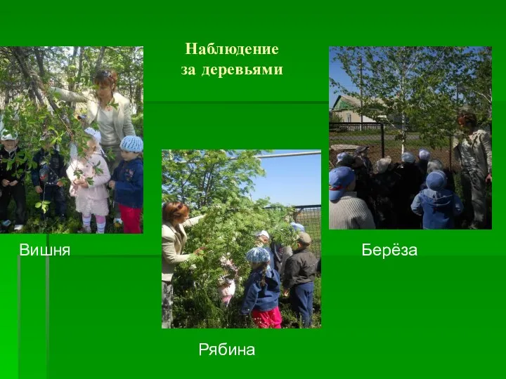Наблюдение за деревьями Вишня Рябина Берёза