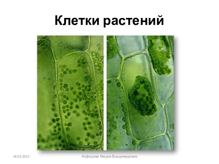 Клетки растений Алферова Мария Владимировна