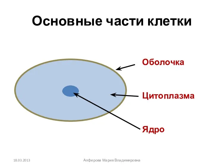 Основные части клетки Оболочка Цитоплазма Ядро Алферова Мария Владимировна