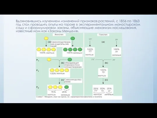 Вдохновившись изучением изменений признаков растений, с 1856 по 1863 год