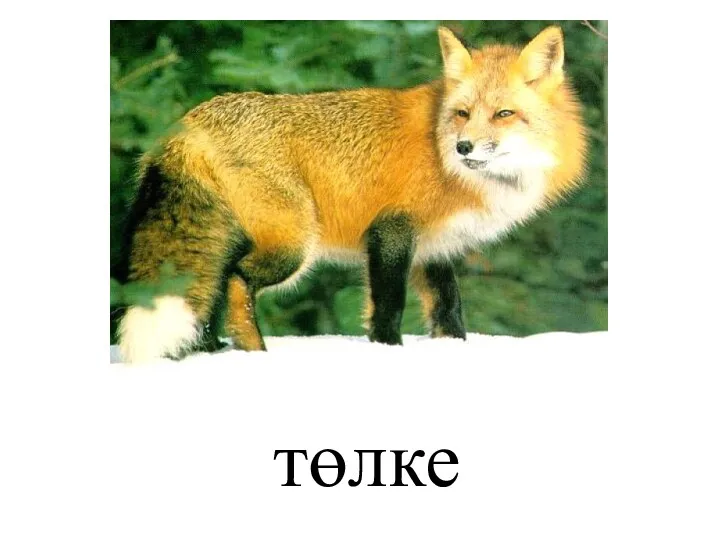 төлке