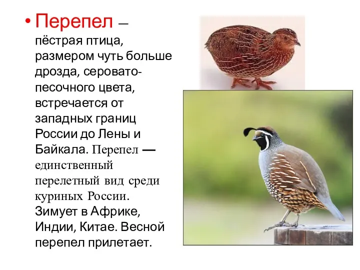 Перепел — пёстрая птица, размером чуть больше дрозда, серовато-песочного цвета,