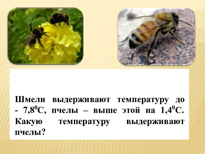 Шмели выдерживают температуру до - 7,80С, пчелы – выше этой на 1,40С. Какую температуру выдерживают пчелы?