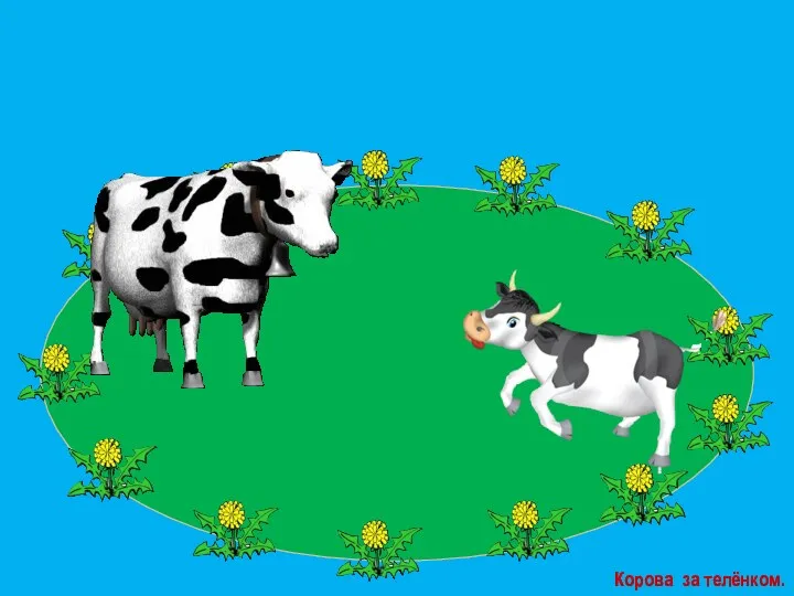 Корова за телёнком.