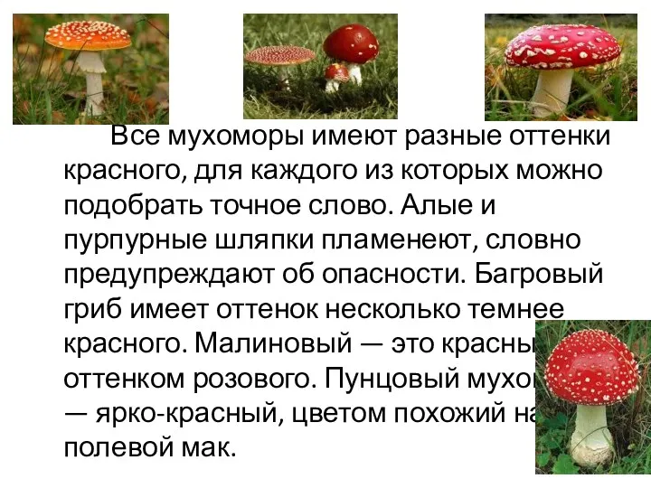 Все мухоморы имеют разные оттенки красного, для каждого из которых