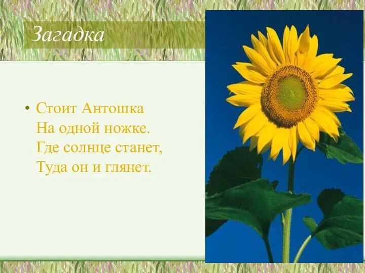 Загадка Стоит Антошка На одной ножке. Где солнце станет, Туда он и глянет.