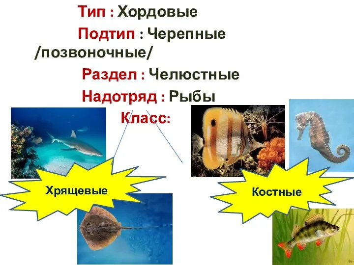 Тип : Хордовые Подтип : Черепные /позвоночные/ Раздел : Челюстные Надотряд : Рыбы Класс: Хрящевые Костные