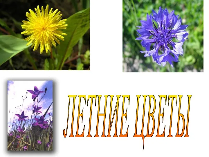 ЛЕТНИЕ ЦВЕТЫ ЛЕТНИЕ ЦВЕТЫ