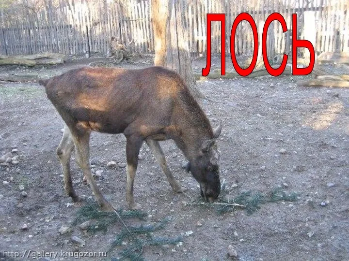 ЛОСЬ