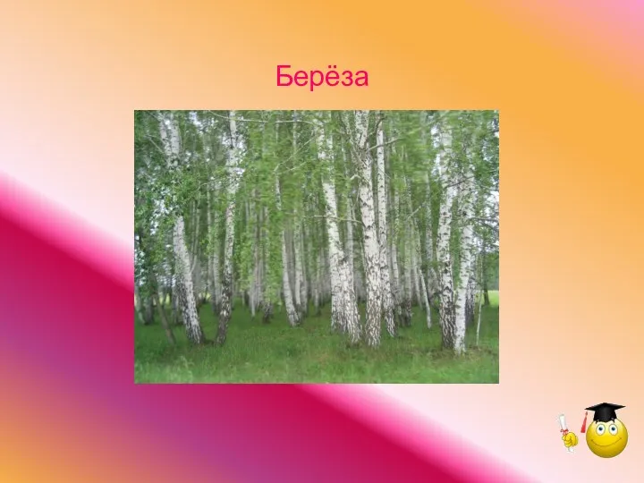 Берёза