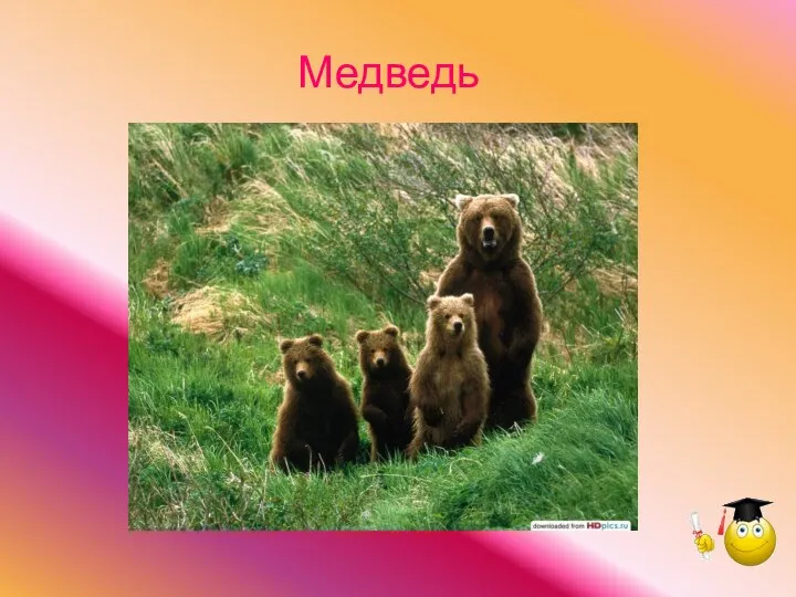 Медведь