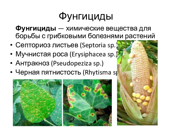 Фунгициды Фунгициды — химические вещества для борьбы с грибковыми болезнями растений Септориоз листьев