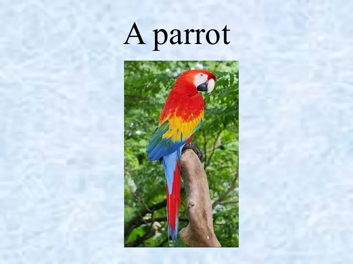 A parrot